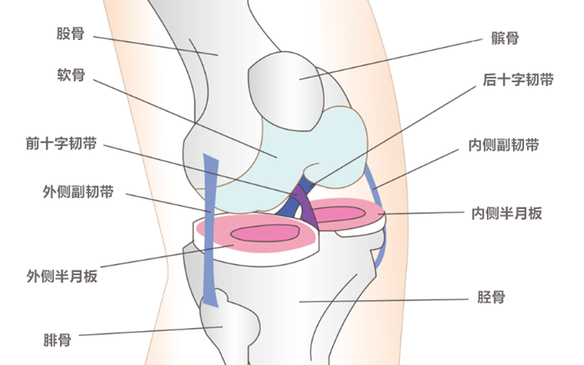 JMT日本干细胞-治疗膝盖老化半月板损伤断裂