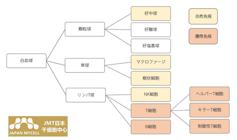 JMT日本免疫细胞疗法-深入解释说明在癌症治疗中也备受瞩目的“免疫细胞疗法”！