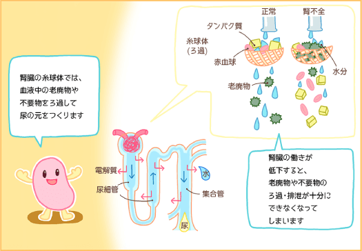 JMT日本干细胞治疗肾衰竭-对肾脏有益的生活习惯