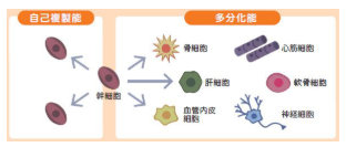 JMT日本干细胞中心-变形性关节症膝关节疾病半月板损伤关节炎的干细胞治疗