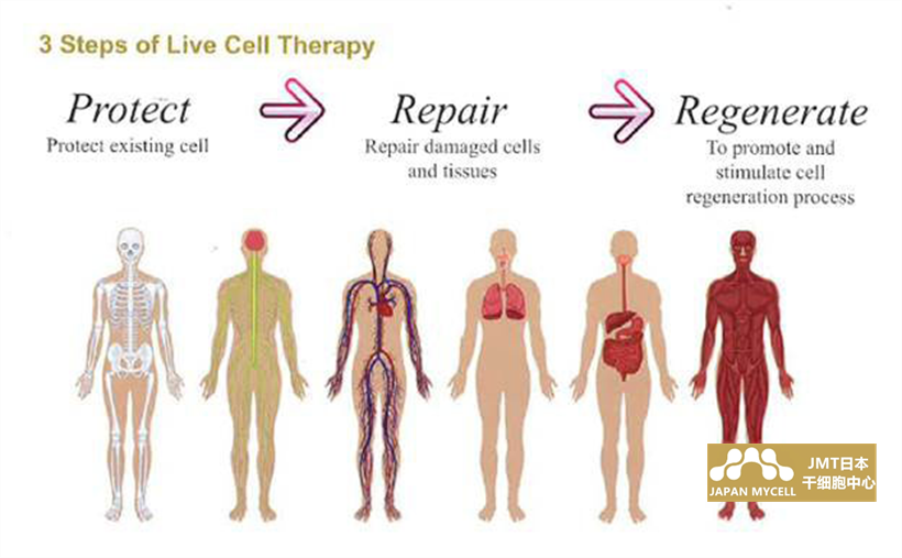 JMT日本干细胞中心-细胞疗法科普