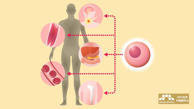 JMT日本干细胞-采取患者干细胞时的采取方法可怕吗？