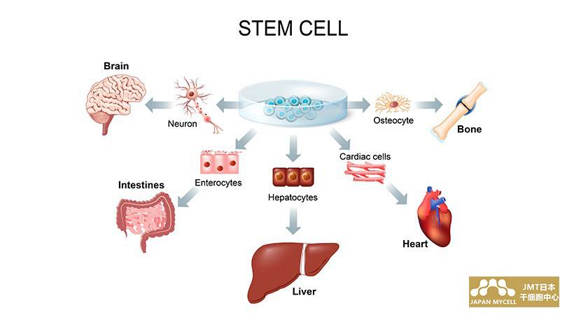 JMT日本干细胞-干细胞的分类前用于治疗的干细胞是？