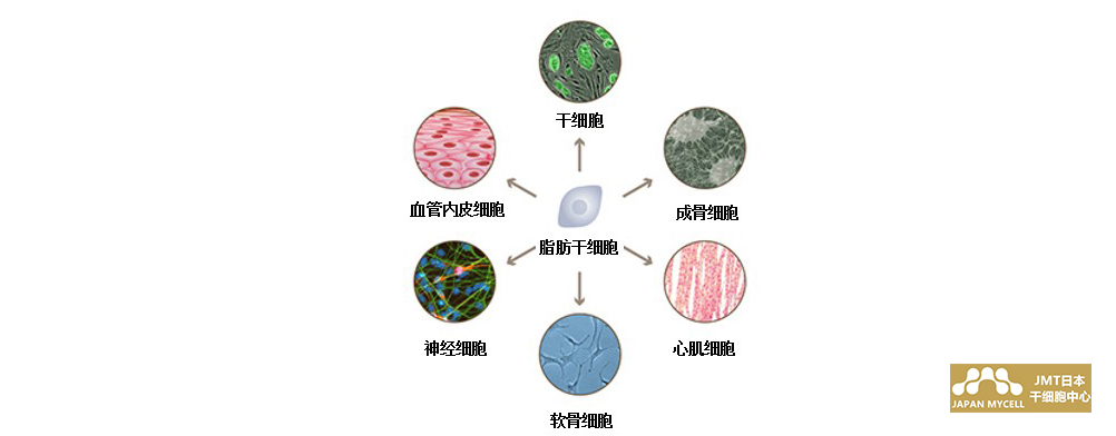 JMT日本干细胞-关于干细胞移植疗法介绍