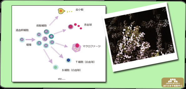 JMT日本干细胞中心-支撑大脑和身体的干细胞“战士”