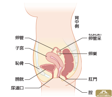 日本干细胞治疗不孕不育——女性生殖器的结构