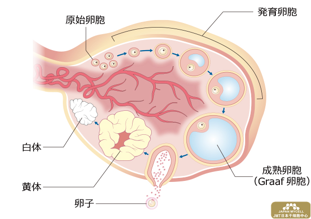 日本干细胞治疗不孕不育——女性生殖器的结构