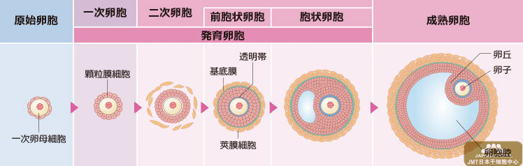 日本干细胞治疗不孕不育——女性生殖器的结构