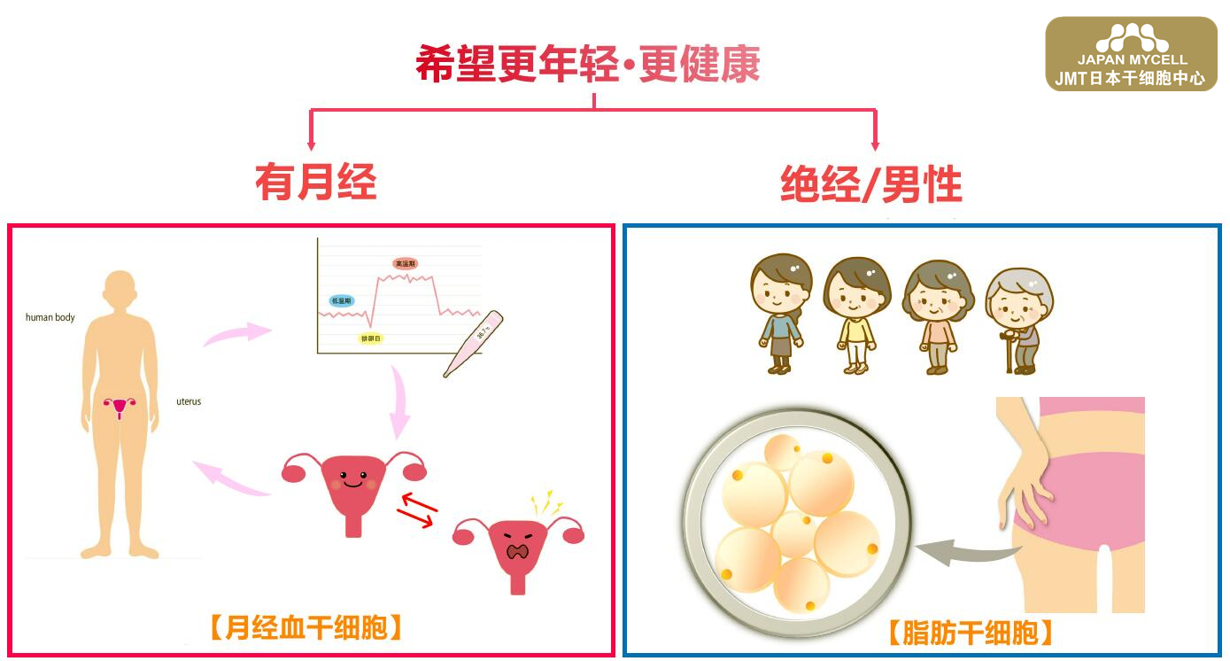 日本经血干细胞-如何防止卵巢老化？