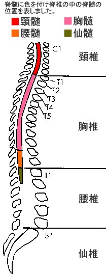 JMT日本干细胞中心：脊柱脊髓损伤后的症状（上）