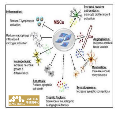JMT日本干细胞中心-干细胞抗衰老