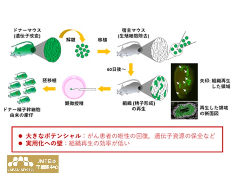 JMT日本干细胞治疗不孕不育-成功提高了小鼠的精子干细胞移植率