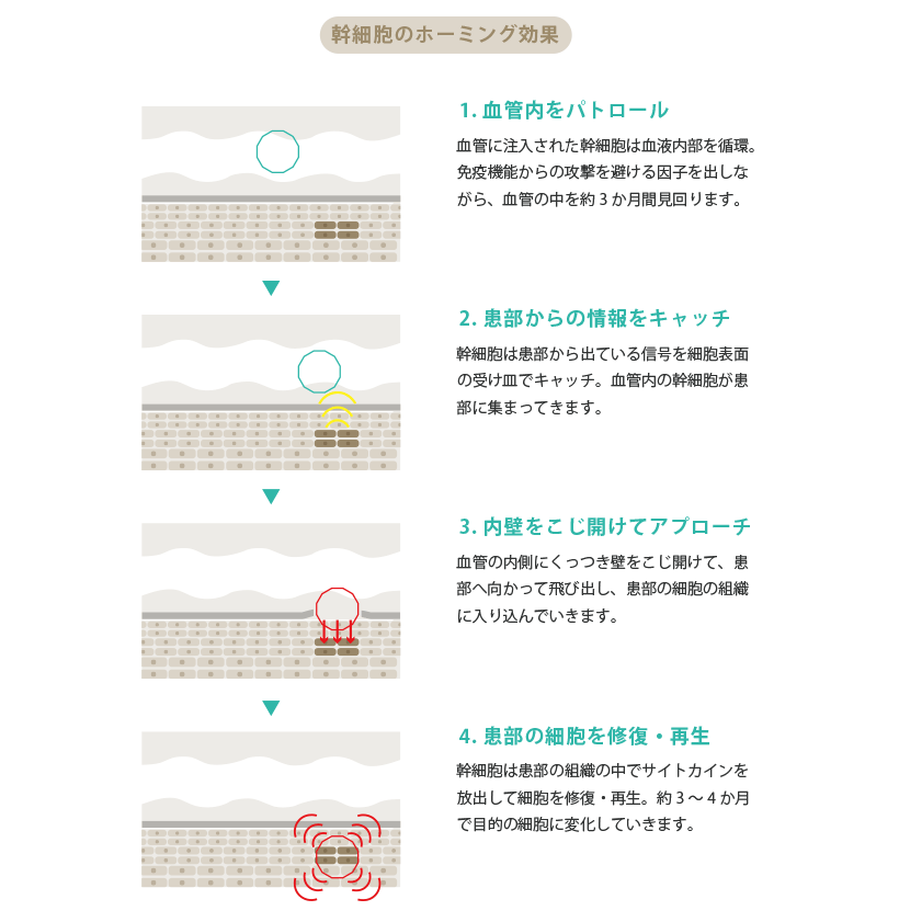 日本干细胞-用于面部及身体抗衰的“干细胞”详解