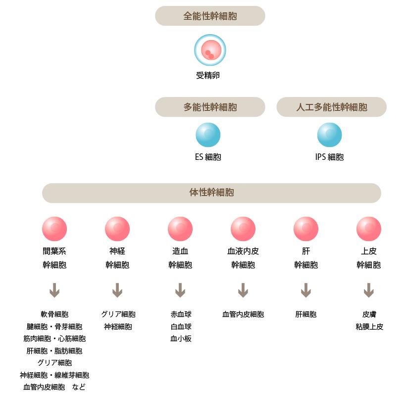 百岁时代来临？！日本医美的关键“干细胞”有哪些种类？