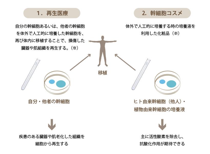 百岁时代来临？！日本医美的关键“干细胞”有哪些种类？