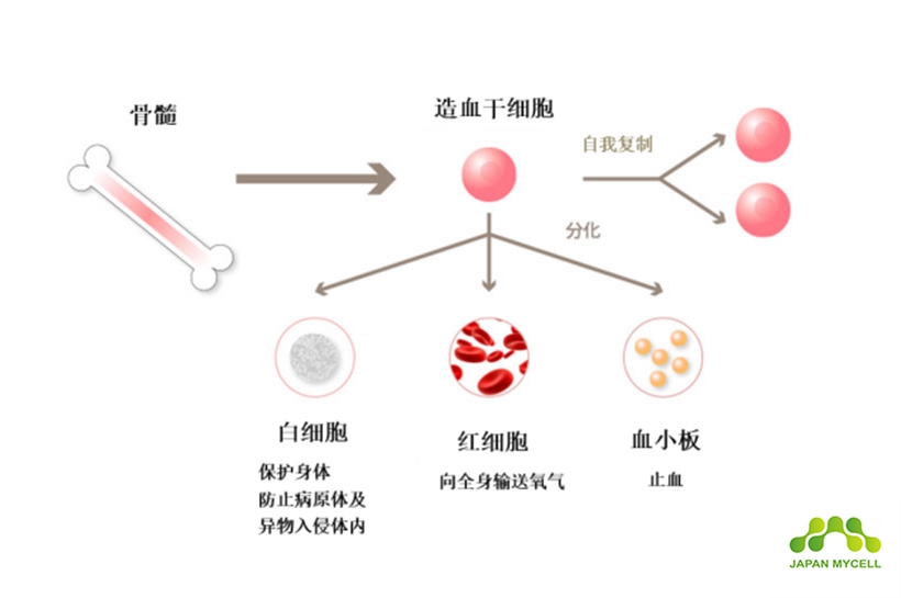 JMT日本干细胞-干细胞具备什么样的潜能 取决于何处采取~去向何处