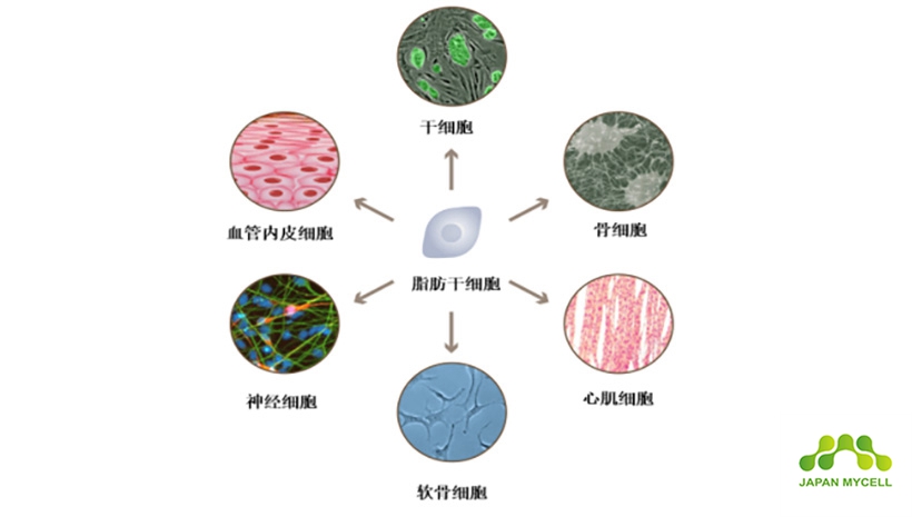 JMT日本干细胞-干细胞具备什么样的潜能 取决于何处采取~去向何处