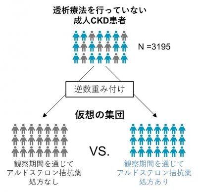 关注历史悠久的利尿剂——醛固酮拮抗剂与避免慢性肾病患者透析和肾移植有关