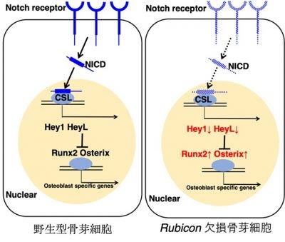 阐明成骨细胞通过自噬活化的机制——自噬抑制骨质疏松症